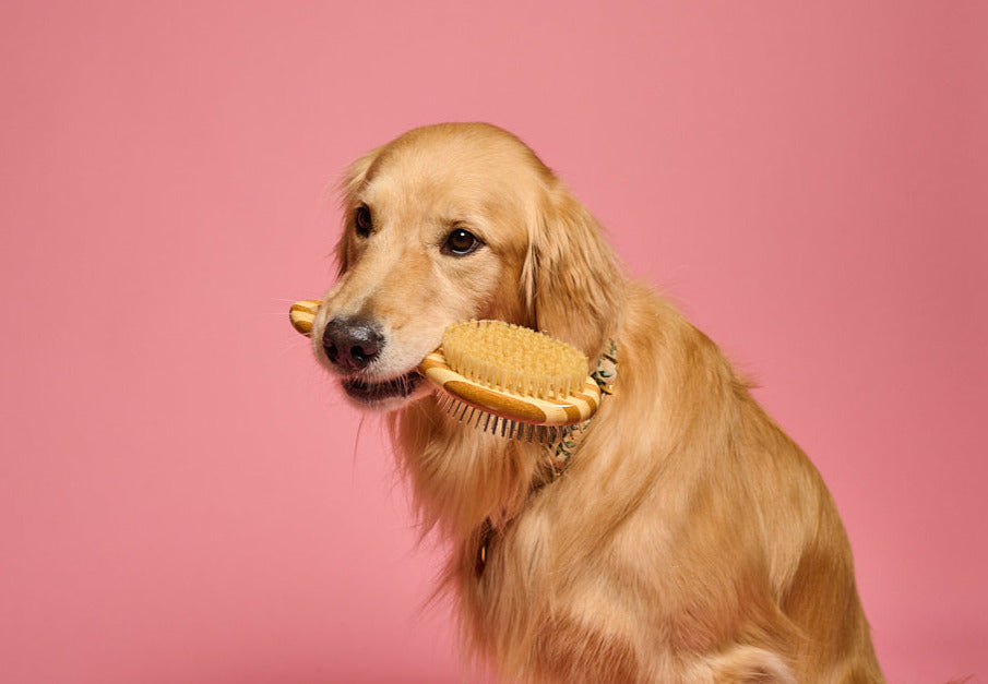 Bamboo Dog Brush