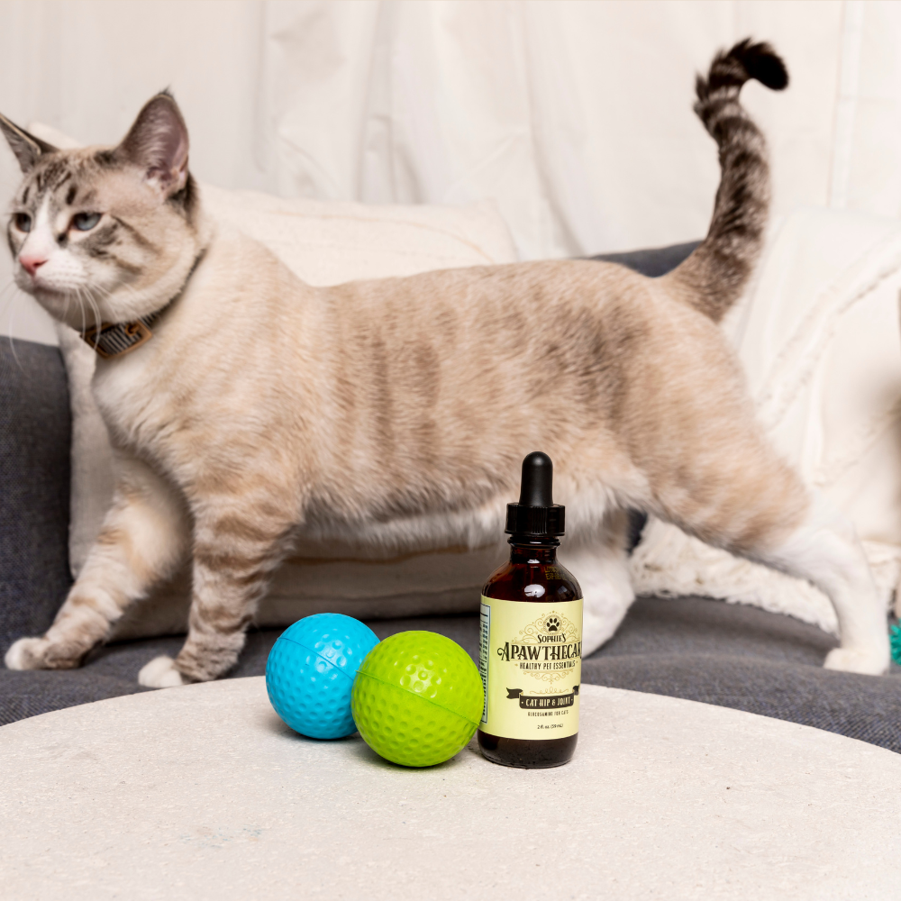 3 Signs Your Cat May Need a Glucosamine Supplement