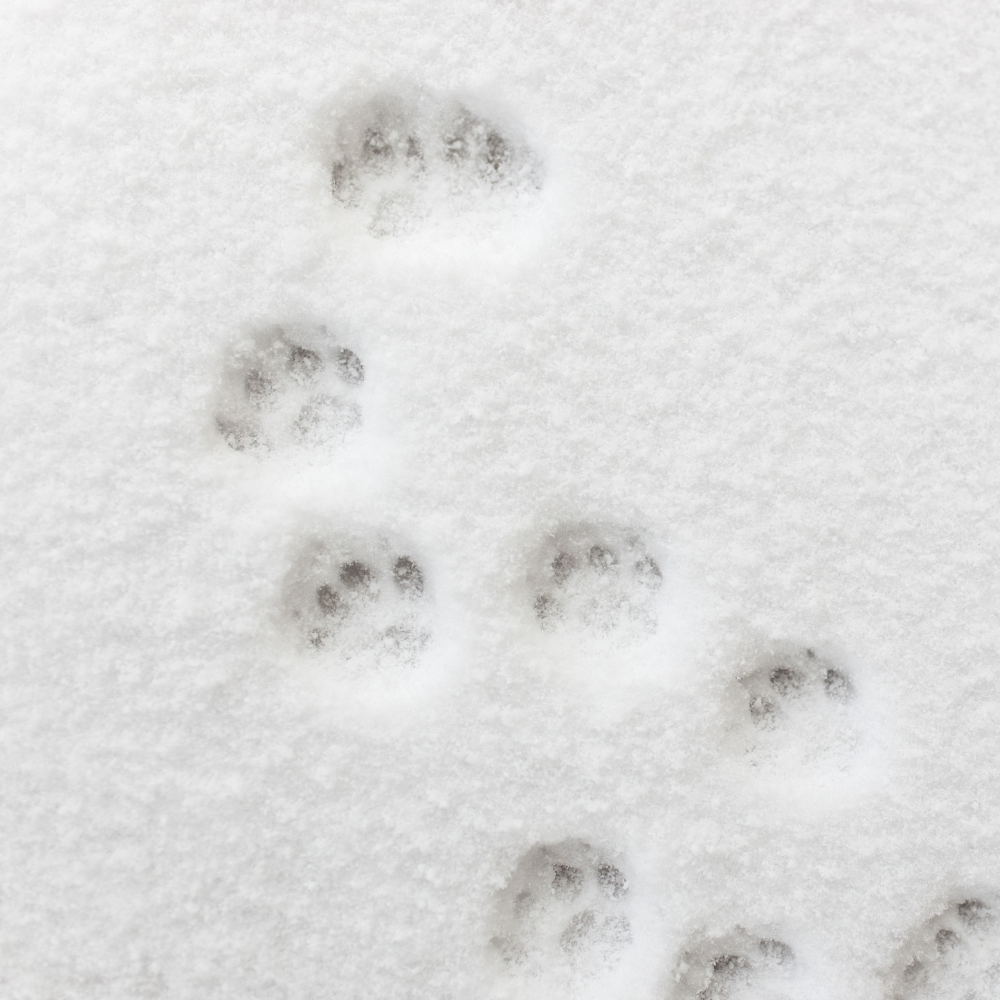 5 Tips for Caring for Pets’ Paws in Winter Weather