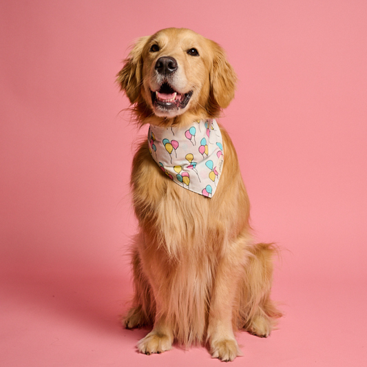 Birthday Bandana